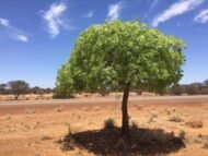 – Desert Kurrajong – Gregory's Kurrajongمن أسمائها المتداولة: استركوليا رجل البطة – براكيتشيتون جريجوري – شجرة رجل البطة
