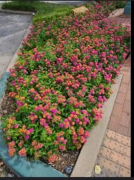 🌿 لانتانا كمارا مكس ألوان – Lantana camara الاسم العلمي: Lantana camara L. من أسمائها المتداولة: لانتانا كمارا – لانتانا مكس ألوان – لانتانا ملونة – لانتانا زاحفة – لانتانا كامارا – Lantana – Common Lantana – West Indian Lantana – Spanish Flag 🌡️ تحمل الحرارة: ☀️ عالٍ جدًا – من النباتات القوية والمناسبة للأجواء الحارة والمشمسة 🧂 تحمل الملوحة: 🧂 متوسط – تتحمل بعض الملوحة ورذاذ الأملاح، لكنها لا تناسب الأراضي شديدة الملوحة ☀️ احتياج الشمس: شمس كاملة 💧 الري: منخفض إلى متوسط – منتظم في مرحلة التأسيس وتتحمل الجفاف نسبيًا بعد استقرارها 📏 الارتفاع المتوقع: 0.5 – 2 م تقريبًا حسب الصنف وطريقة التربية 📐 انتشار النبات: 1 – 2.5 م تقريبًا، وقد يزيد في الأصناف الزاحفة ⚡ سرعة النمو: سريعة 🌱 صعوبة الإنبات: متوسطة 🌿 شجيرة معمرة كثيفة التفرع وغزيرة الإزهار تُعد Lantana camara – لانتانا كمارا مكس ألوان من أشهر شجيرات الزينة التي تتحمل الحرارة والشمس، وتتميز بنوراتها الكروية التي تجمع أكثر من لون في النورة الواحدة أو تتغير ألوان أزهارها تدريجيًا مع تقدم عمرها. وتعتبر زراعة اللانتانا في مصر مناسبة جدًا للحدائق والمداخل والأحواض والحواف، خاصة في المواقع المشمسة والحارة. 🌿 الشكل العام شجيرة معمرة كثيفة التفرع، وقد تنمو بصورة قائمة أو منتشرة حسب الصنف والتقليم. السيقان متفرعة وتحمل أوراقًا خضراء خشنة نسبيًا. الأوراق بسيطة بيضاوية إلى مستطيلة، ذات حواف مسننة قليلًا، وتتميز برائحة واضحة عند فركها. يمكن تقليم النبات بسهولة نسبيًا للحفاظ على حجمه وشكله. تتميز بسرعة تكوين مجموع خضري كثيف، ولذلك تستخدم كثيرًا في الأحواض والحواف النباتية. 🌸 الأزهار تتميز Lantana camara بنورات كروية كثيفة تتكون من عدد كبير من الأزهار الصغيرة. توجد ألوان متعددة مثل الأصفر والبرتقالي والأحمر والوردي والأبيض والبنفسجي. في بعض الأصناف تظهر عدة ألوان في النورة الواحدة، وهو ما يجعل لانتانا كمارا مكس ألوان شديدة الجاذبية. ومن الصفات المميزة للانتانا أن لون بعض الأزهار قد يتغير مع تقدم عمر الزهرة، فتظهر النورة بدرجات لونية متعددة في الوقت نفسه. الإزهار غزير ويستمر لفترات طويلة في الأجواء الدافئة عند توفر الشمس المناسبة. تجذب الأزهار الفراشات والنحل والعديد من الحشرات الملقحة.