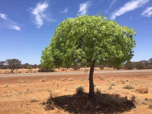 – Desert Kurrajong – Gregory's Kurrajongمن أسمائها المتداولة: استركوليا رجل البطة – براكيتشيتون جريجوري – شجرة رجل البطة