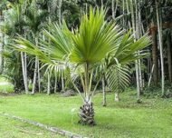 من أسمائها المتداولة: اللاتانيا الأصفر، نخيل اللاتانيا الأصفر، Yellow Latan Palm، Yellow Latanier