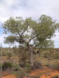– Desert Kurrajong – Gregory's Kurrajongمن أسمائها المتداولة: استركوليا رجل البطة – براكيتشيتون جريجوري – شجرة رجل البطة