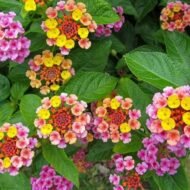 🌿 لانتانا كمارا مكس ألوان – Lantana camara الاسم العلمي: Lantana camara L. من أسمائها المتداولة: لانتانا كمارا – لانتانا مكس ألوان – لانتانا ملونة – لانتانا زاحفة – لانتانا كامارا – Lantana – Common Lantana – West Indian Lantana – Spanish Flag 🌡️ تحمل الحرارة: ☀️ عالٍ جدًا – من النباتات القوية والمناسبة للأجواء الحارة والمشمسة 🧂 تحمل الملوحة: 🧂 متوسط – تتحمل بعض الملوحة ورذاذ الأملاح، لكنها لا تناسب الأراضي شديدة الملوحة ☀️ احتياج الشمس: شمس كاملة 💧 الري: منخفض إلى متوسط – منتظم في مرحلة التأسيس وتتحمل الجفاف نسبيًا بعد استقرارها 📏 الارتفاع المتوقع: 0.5 – 2 م تقريبًا حسب الصنف وطريقة التربية 📐 انتشار النبات: 1 – 2.5 م تقريبًا، وقد يزيد في الأصناف الزاحفة ⚡ سرعة النمو: سريعة 🌱 صعوبة الإنبات: متوسطة 🌿 شجيرة معمرة كثيفة التفرع وغزيرة الإزهار تُعد Lantana camara – لانتانا كمارا مكس ألوان من أشهر شجيرات الزينة التي تتحمل الحرارة والشمس، وتتميز بنوراتها الكروية التي تجمع أكثر من لون في النورة الواحدة أو تتغير ألوان أزهارها تدريجيًا مع تقدم عمرها. وتعتبر زراعة اللانتانا في مصر مناسبة جدًا للحدائق والمداخل والأحواض والحواف، خاصة في المواقع المشمسة والحارة. 🌿 الشكل العام شجيرة معمرة كثيفة التفرع، وقد تنمو بصورة قائمة أو منتشرة حسب الصنف والتقليم. السيقان متفرعة وتحمل أوراقًا خضراء خشنة نسبيًا. الأوراق بسيطة بيضاوية إلى مستطيلة، ذات حواف مسننة قليلًا، وتتميز برائحة واضحة عند فركها. يمكن تقليم النبات بسهولة نسبيًا للحفاظ على حجمه وشكله. تتميز بسرعة تكوين مجموع خضري كثيف، ولذلك تستخدم كثيرًا في الأحواض والحواف النباتية. 🌸 الأزهار تتميز Lantana camara بنورات كروية كثيفة تتكون من عدد كبير من الأزهار الصغيرة. توجد ألوان متعددة مثل الأصفر والبرتقالي والأحمر والوردي والأبيض والبنفسجي. في بعض الأصناف تظهر عدة ألوان في النورة الواحدة، وهو ما يجعل لانتانا كمارا مكس ألوان شديدة الجاذبية. ومن الصفات المميزة للانتانا أن لون بعض الأزهار قد يتغير مع تقدم عمر الزهرة، فتظهر النورة بدرجات لونية متعددة في الوقت نفسه. الإزهار غزير ويستمر لفترات طويلة في الأجواء الدافئة عند توفر الشمس المناسبة. تجذب الأزهار الفراشات والنحل والعديد من الحشرات الملقحة.
