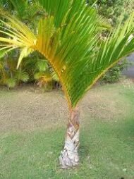 من أسمائها المتداولة: اللاتانيا الأصفر، نخيل اللاتانيا الأصفر، Yellow Latan Palm، Yellow Latanier