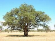 – Christ's Thorn Jujube – Sidr – Christ's Thorn – Ziziphus spina-christiمن أسمائها المتداولة: السدر البلدي – السدر – النبق – شجرة النبق