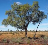 – Desert Kurrajong – Gregory's Kurrajongمن أسمائها المتداولة: استركوليا رجل البطة – براكيتشيتون جريجوري – شجرة رجل البطة
