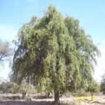 – Christ's Thorn Jujube – Sidr – Christ's Thorn – Ziziphus spina-christiمن أسمائها المتداولة: السدر البلدي – السدر – النبق – شجرة النبق