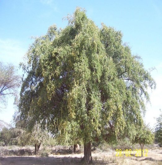 – Christ's Thorn Jujube – Sidr – Christ's Thorn – Ziziphus spina-christiمن أسمائها المتداولة: السدر البلدي – السدر – النبق – شجرة النبق