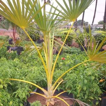 من أسمائها المتداولة: اللاتانيا الأصفر، نخيل اللاتانيا الأصفر، Yellow Latan Palm، Yellow Latanier