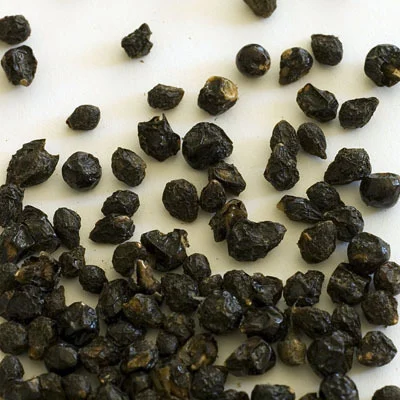 🌿 لانتانا كمارا مكس ألوان – Lantana camara الاسم العلمي: Lantana camara L. من أسمائها المتداولة: لانتانا كمارا – لانتانا مكس ألوان – لانتانا ملونة – لانتانا زاحفة – لانتانا كامارا – Lantana – Common Lantana – West Indian Lantana – Spanish Flag 🌡️ تحمل الحرارة: ☀️ عالٍ جدًا – من النباتات القوية والمناسبة للأجواء الحارة والمشمسة 🧂 تحمل الملوحة: 🧂 متوسط – تتحمل بعض الملوحة ورذاذ الأملاح، لكنها لا تناسب الأراضي شديدة الملوحة ☀️ احتياج الشمس: شمس كاملة 💧 الري: منخفض إلى متوسط – منتظم في مرحلة التأسيس وتتحمل الجفاف نسبيًا بعد استقرارها 📏 الارتفاع المتوقع: 0.5 – 2 م تقريبًا حسب الصنف وطريقة التربية 📐 انتشار النبات: 1 – 2.5 م تقريبًا، وقد يزيد في الأصناف الزاحفة ⚡ سرعة النمو: سريعة 🌱 صعوبة الإنبات: متوسطة 🌿 شجيرة معمرة كثيفة التفرع وغزيرة الإزهار تُعد Lantana camara – لانتانا كمارا مكس ألوان من أشهر شجيرات الزينة التي تتحمل الحرارة والشمس، وتتميز بنوراتها الكروية التي تجمع أكثر من لون في النورة الواحدة أو تتغير ألوان أزهارها تدريجيًا مع تقدم عمرها. وتعتبر زراعة اللانتانا في مصر مناسبة جدًا للحدائق والمداخل والأحواض والحواف، خاصة في المواقع المشمسة والحارة. 🌿 الشكل العام شجيرة معمرة كثيفة التفرع، وقد تنمو بصورة قائمة أو منتشرة حسب الصنف والتقليم. السيقان متفرعة وتحمل أوراقًا خضراء خشنة نسبيًا. الأوراق بسيطة بيضاوية إلى مستطيلة، ذات حواف مسننة قليلًا، وتتميز برائحة واضحة عند فركها. يمكن تقليم النبات بسهولة نسبيًا للحفاظ على حجمه وشكله. تتميز بسرعة تكوين مجموع خضري كثيف، ولذلك تستخدم كثيرًا في الأحواض والحواف النباتية. 🌸 الأزهار تتميز Lantana camara بنورات كروية كثيفة تتكون من عدد كبير من الأزهار الصغيرة. توجد ألوان متعددة مثل الأصفر والبرتقالي والأحمر والوردي والأبيض والبنفسجي. في بعض الأصناف تظهر عدة ألوان في النورة الواحدة، وهو ما يجعل لانتانا كمارا مكس ألوان شديدة الجاذبية. ومن الصفات المميزة للانتانا أن لون بعض الأزهار قد يتغير مع تقدم عمر الزهرة، فتظهر النورة بدرجات لونية متعددة في الوقت نفسه. الإزهار غزير ويستمر لفترات طويلة في الأجواء الدافئة عند توفر الشمس المناسبة. تجذب الأزهار الفراشات والنحل والعديد من الحشرات الملقحة.