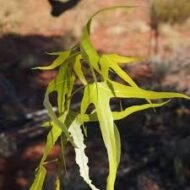 – Desert Kurrajong – Gregory's Kurrajongمن أسمائها المتداولة: استركوليا رجل البطة – براكيتشيتون جريجوري – شجرة رجل البطة