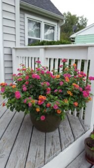 🌿 لانتانا كمارا مكس ألوان – Lantana camara الاسم العلمي: Lantana camara L. من أسمائها المتداولة: لانتانا كمارا – لانتانا مكس ألوان – لانتانا ملونة – لانتانا زاحفة – لانتانا كامارا – Lantana – Common Lantana – West Indian Lantana – Spanish Flag 🌡️ تحمل الحرارة: ☀️ عالٍ جدًا – من النباتات القوية والمناسبة للأجواء الحارة والمشمسة 🧂 تحمل الملوحة: 🧂 متوسط – تتحمل بعض الملوحة ورذاذ الأملاح، لكنها لا تناسب الأراضي شديدة الملوحة ☀️ احتياج الشمس: شمس كاملة 💧 الري: منخفض إلى متوسط – منتظم في مرحلة التأسيس وتتحمل الجفاف نسبيًا بعد استقرارها 📏 الارتفاع المتوقع: 0.5 – 2 م تقريبًا حسب الصنف وطريقة التربية 📐 انتشار النبات: 1 – 2.5 م تقريبًا، وقد يزيد في الأصناف الزاحفة ⚡ سرعة النمو: سريعة 🌱 صعوبة الإنبات: متوسطة 🌿 شجيرة معمرة كثيفة التفرع وغزيرة الإزهار تُعد Lantana camara – لانتانا كمارا مكس ألوان من أشهر شجيرات الزينة التي تتحمل الحرارة والشمس، وتتميز بنوراتها الكروية التي تجمع أكثر من لون في النورة الواحدة أو تتغير ألوان أزهارها تدريجيًا مع تقدم عمرها. وتعتبر زراعة اللانتانا في مصر مناسبة جدًا للحدائق والمداخل والأحواض والحواف، خاصة في المواقع المشمسة والحارة. 🌿 الشكل العام شجيرة معمرة كثيفة التفرع، وقد تنمو بصورة قائمة أو منتشرة حسب الصنف والتقليم. السيقان متفرعة وتحمل أوراقًا خضراء خشنة نسبيًا. الأوراق بسيطة بيضاوية إلى مستطيلة، ذات حواف مسننة قليلًا، وتتميز برائحة واضحة عند فركها. يمكن تقليم النبات بسهولة نسبيًا للحفاظ على حجمه وشكله. تتميز بسرعة تكوين مجموع خضري كثيف، ولذلك تستخدم كثيرًا في الأحواض والحواف النباتية. 🌸 الأزهار تتميز Lantana camara بنورات كروية كثيفة تتكون من عدد كبير من الأزهار الصغيرة. توجد ألوان متعددة مثل الأصفر والبرتقالي والأحمر والوردي والأبيض والبنفسجي. في بعض الأصناف تظهر عدة ألوان في النورة الواحدة، وهو ما يجعل لانتانا كمارا مكس ألوان شديدة الجاذبية. ومن الصفات المميزة للانتانا أن لون بعض الأزهار قد يتغير مع تقدم عمر الزهرة، فتظهر النورة بدرجات لونية متعددة في الوقت نفسه. الإزهار غزير ويستمر لفترات طويلة في الأجواء الدافئة عند توفر الشمس المناسبة. تجذب الأزهار الفراشات والنحل والعديد من الحشرات الملقحة.