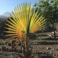 من أسمائها المتداولة: اللاتانيا الأصفر، نخيل اللاتانيا الأصفر، Yellow Latan Palm، Yellow Latanier