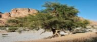 – Christ's Thorn Jujube – Sidr – Christ's Thorn – Ziziphus spina-christiمن أسمائها المتداولة: السدر البلدي – السدر – النبق – شجرة النبق