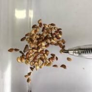 🌿 شجرة الورد الصيني – Rosa chinensis الاسم العلمي: Rosa chinensis Jacq. من أسمائها المتداولة: شجرة الورد الصيني – الورد الصيني – ورد الصين – الورد الصيني البلدي – China Rose – Chinese Rose – Bengal Rose – Monthly Rose – Rosa chinensis