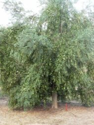 – Christ's Thorn Jujube – Sidr – Christ's Thorn – Ziziphus spina-christiمن أسمائها المتداولة: السدر البلدي – السدر – النبق – شجرة النبق