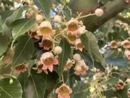 – Kurrajong – Bottle Tree – White Kurrajongمن أسمائها المتداولة: استركوليا مخمسة – براكيتشيتون مخمسة – شجرة الكوراجونج – شجرة القارورة