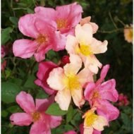 🌿 شجرة الورد الصيني – Rosa chinensis الاسم العلمي: Rosa chinensis Jacq. من أسمائها المتداولة: شجرة الورد الصيني – الورد الصيني – ورد الصين – الورد الصيني البلدي – China Rose – Chinese Rose – Bengal Rose – Monthly Rose – Rosa chinensis