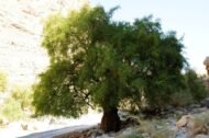 – Christ's Thorn Jujube – Sidr – Christ's Thorn – Ziziphus spina-christiمن أسمائها المتداولة: السدر البلدي – السدر – النبق – شجرة النبق