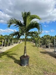 من أسمائها المتداولة: نخيل الفيتيشيا، نخيل مانيلا، نخيل عيد الميلاد، Manila Palm، Christmas Palm