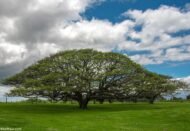 من أسمائها المتداولة: لبخ السامان – السامان – شجرة المطر – شجرة الظل – Rain Tree – Saman Tree – Monkeypod – Saman – Cow Tamarindالاسم المتداول سابقًا: Albizia saman (Jacq.) F.Muell.