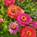 من أسمائها المتداولة: الزيزينيا البلدي – زينيا – زينيا بلدي – زهرة الزينيا – Zinnia – Common Zinnia – Elegant Zinnia – Youth-and-old-age