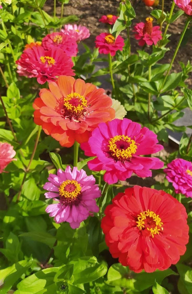 من أسمائها المتداولة: الزيزينيا البلدي – زينيا – زينيا بلدي – زهرة الزينيا – Zinnia – Common Zinnia – Elegant Zinnia – Youth-and-old-age