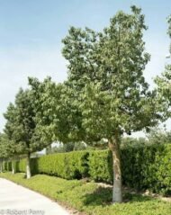 – Kurrajong – Bottle Tree – White Kurrajongمن أسمائها المتداولة: استركوليا مخمسة – براكيتشيتون مخمسة – شجرة الكوراجونج – شجرة القارورة
