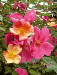 🌿 شجرة الورد الصيني – Rosa chinensis الاسم العلمي: Rosa chinensis Jacq. من أسمائها المتداولة: شجرة الورد الصيني – الورد الصيني – ورد الصين – الورد الصيني البلدي – China Rose – Chinese Rose – Bengal Rose – Monthly Rose – Rosa chinensis