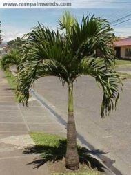 من أسمائها المتداولة: نخيل الفيتيشيا، نخيل مانيلا، نخيل عيد الميلاد، Manila Palm، Christmas Palm