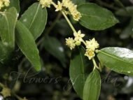 – Chinese Jujube – Jujube – Chinese Date – Red Date – Ziziphus jujubaمن أسمائها المتداولة: السدر اليمني – السدر الصيني – العناب – النبق الصيني – العناب البلدي