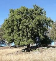 – Kurrajong – Bottle Tree – White Kurrajongمن أسمائها المتداولة: استركوليا مخمسة – براكيتشيتون مخمسة – شجرة الكوراجونج – شجرة القارورة