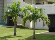من أسمائها المتداولة: نخيل الفيتيشيا، نخيل مانيلا، نخيل عيد الميلاد، Manila Palm، Christmas Palm