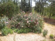🌿 شجرة الورد الصيني – Rosa chinensis الاسم العلمي: Rosa chinensis Jacq. من أسمائها المتداولة: شجرة الورد الصيني – الورد الصيني – ورد الصين – الورد الصيني البلدي – China Rose – Chinese Rose – Bengal Rose – Monthly Rose – Rosa chinensis