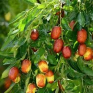– Chinese Jujube – Jujube – Chinese Date – Red Date – Ziziphus jujubaمن أسمائها المتداولة: السدر اليمني – السدر الصيني – العناب – النبق الصيني – العناب البلدي