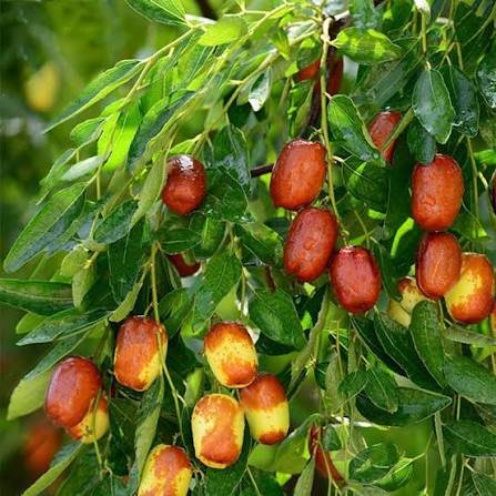 – Chinese Jujube – Jujube – Chinese Date – Red Date – Ziziphus jujubaمن أسمائها المتداولة: السدر اليمني – السدر الصيني – العناب – النبق الصيني – العناب البلدي