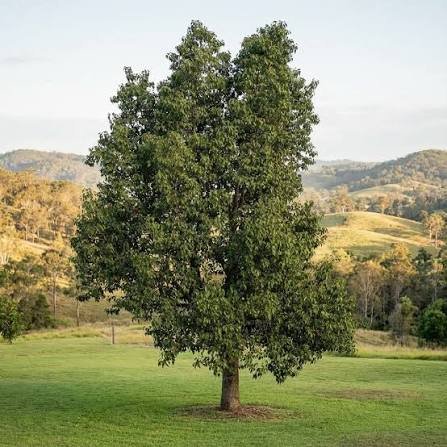 – Kurrajong – Bottle Tree – White Kurrajongمن أسمائها المتداولة: استركوليا مخمسة – براكيتشيتون مخمسة – شجرة الكوراجونج – شجرة القارورة