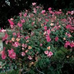 🌿 شجرة الورد الصيني – Rosa chinensis الاسم العلمي: Rosa chinensis Jacq. من أسمائها المتداولة: شجرة الورد الصيني – الورد الصيني – ورد الصين – الورد الصيني البلدي – China Rose – Chinese Rose – Bengal Rose – Monthly Rose – Rosa chinensis