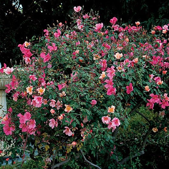🌿 شجرة الورد الصيني – Rosa chinensis الاسم العلمي: Rosa chinensis Jacq. من أسمائها المتداولة: شجرة الورد الصيني – الورد الصيني – ورد الصين – الورد الصيني البلدي – China Rose – Chinese Rose – Bengal Rose – Monthly Rose – Rosa chinensis