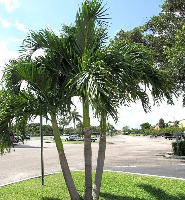 من أسمائها المتداولة: نخيل الفيتيشيا، نخيل مانيلا، نخيل عيد الميلاد، Manila Palm، Christmas Palm
