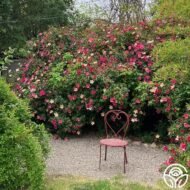 🌿 شجرة الورد الصيني – Rosa chinensis الاسم العلمي: Rosa chinensis Jacq. من أسمائها المتداولة: شجرة الورد الصيني – الورد الصيني – ورد الصين – الورد الصيني البلدي – China Rose – Chinese Rose – Bengal Rose – Monthly Rose – Rosa chinensis