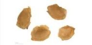 – African Mahogany – Senegal Mahogany – Dry-zone Mahoganyمن أسمائها المتداولة: خايا سنغالية – الماهوجني الأفريقي – الماهوجني السنغالي