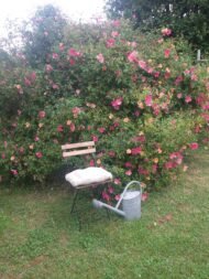 🌿 شجرة الورد الصيني – Rosa chinensis الاسم العلمي: Rosa chinensis Jacq. من أسمائها المتداولة: شجرة الورد الصيني – الورد الصيني – ورد الصين – الورد الصيني البلدي – China Rose – Chinese Rose – Bengal Rose – Monthly Rose – Rosa chinensis