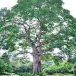 – African Mahogany – Senegal Mahogany – Dry-zone Mahoganyمن أسمائها المتداولة: خايا سنغالية – الماهوجني الأفريقي – الماهوجني السنغالي