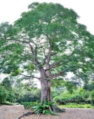 – African Mahogany – Senegal Mahogany – Dry-zone Mahoganyمن أسمائها المتداولة: خايا سنغالية – الماهوجني الأفريقي – الماهوجني السنغالي