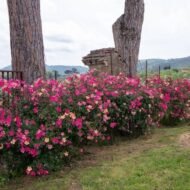 🌿 شجرة الورد الصيني – Rosa chinensis الاسم العلمي: Rosa chinensis Jacq. من أسمائها المتداولة: شجرة الورد الصيني – الورد الصيني – ورد الصين – الورد الصيني البلدي – China Rose – Chinese Rose – Bengal Rose – Monthly Rose – Rosa chinensis