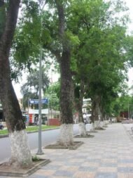 – African Mahogany – Senegal Mahogany – Dry-zone Mahoganyمن أسمائها المتداولة: خايا سنغالية – الماهوجني الأفريقي – الماهوجني السنغالي