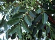– African Mahogany – Senegal Mahogany – Dry-zone Mahoganyمن أسمائها المتداولة: خايا سنغالية – الماهوجني الأفريقي – الماهوجني السنغالي