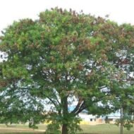 – Leucaena – White Leadtree – Lead Tree – Subabul – Ipil-ipil – Leucaena leucocephalaمن أسمائها المتداولة: لوسينا النحل – لوسينا – شجرة الرصاص – شجرة التمر الهندي المكسيكي