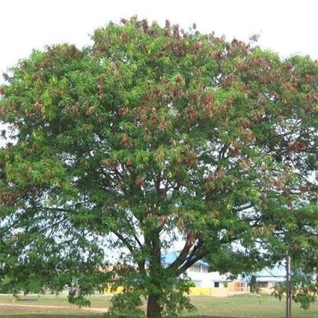 – Leucaena – White Leadtree – Lead Tree – Subabul – Ipil-ipil – Leucaena leucocephalaمن أسمائها المتداولة: لوسينا النحل – لوسينا – شجرة الرصاص – شجرة التمر الهندي المكسيكي