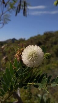 – Leucaena – White Leadtree – Lead Tree – Subabul – Ipil-ipil – Leucaena leucocephalaمن أسمائها المتداولة: لوسينا النحل – لوسينا – شجرة الرصاص – شجرة التمر الهندي المكسيكي